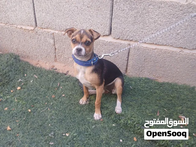 انتيه شيواو اومر بس