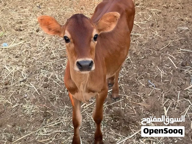 عجله جرسية بيوورر
