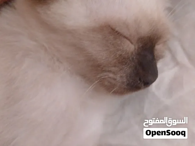 قط سيامي عمره شهرين