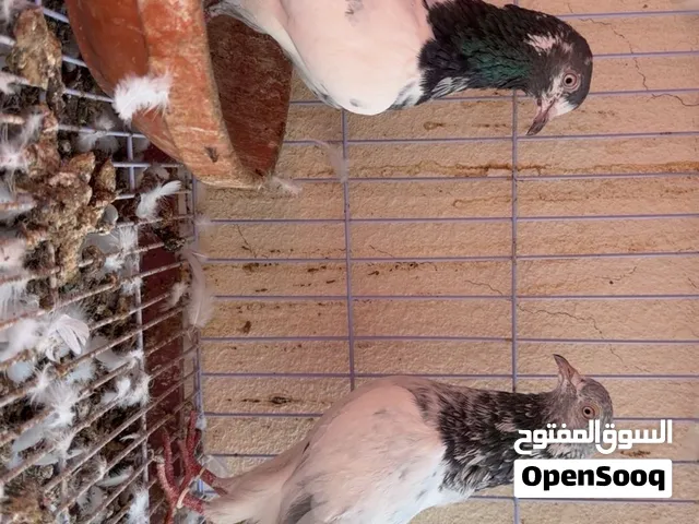 حمام باكستاني