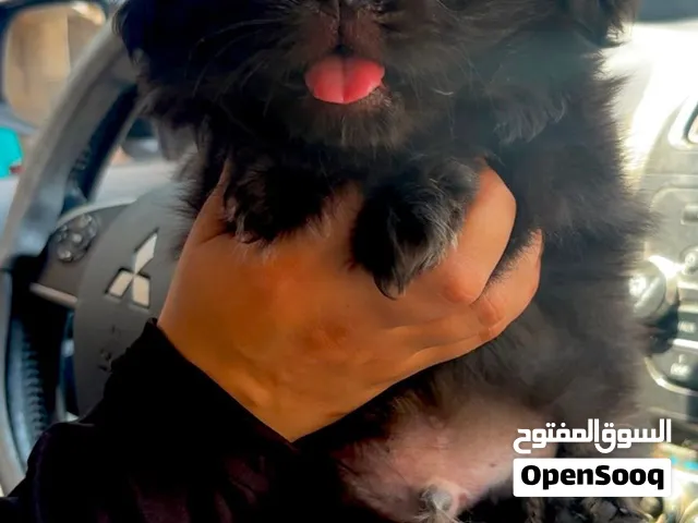 جراوى بيكنواة
