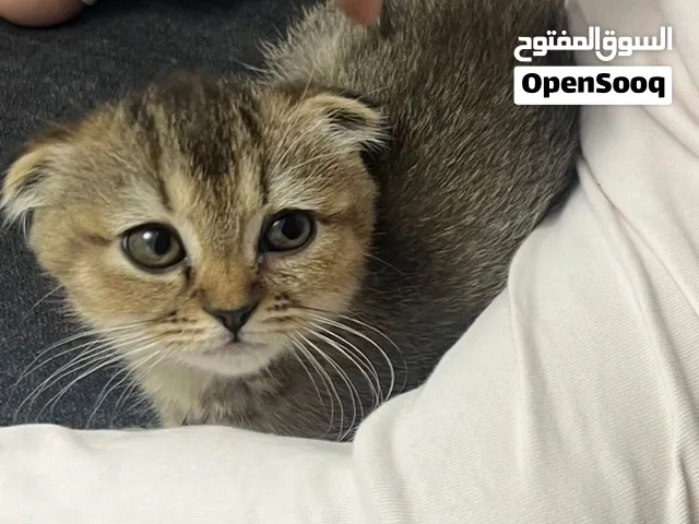 سكوتش فولد شورت هير عمرها شهرين 100 دينار مع كافة اغراضها