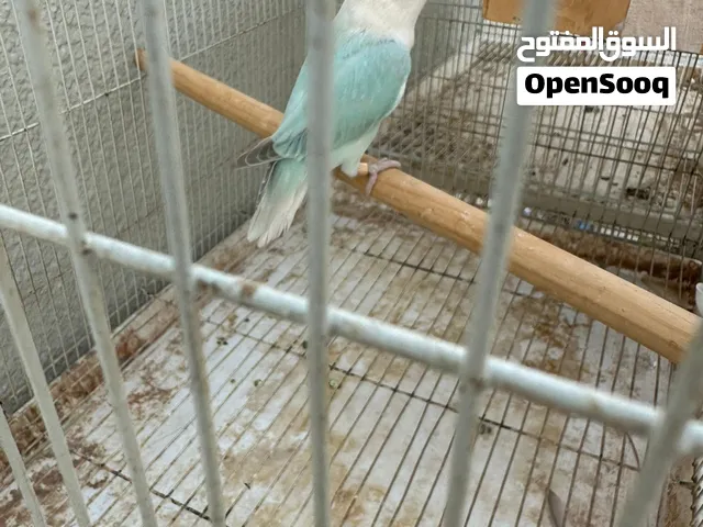 النوع : لوفبيرد مع القفص والعش Lovebird pair for sale with cage & nest
