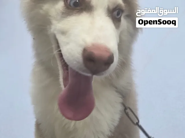 3  كلاب هاسكي مميزة للبيع