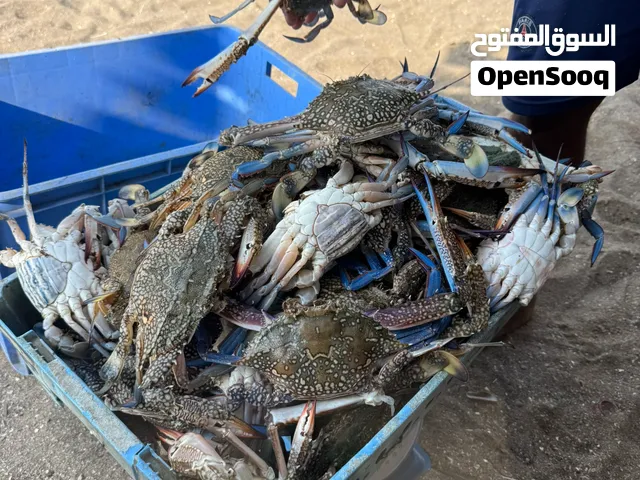 سلطعون بحري طازج