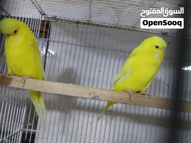 طيور حب نكيلزيات مع ابنهم