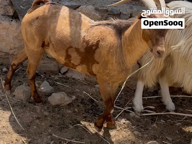 تيس فحل صلالي اصل لون الجيشي