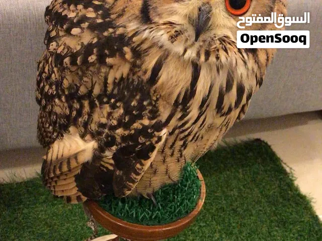 طيور  من نوادر
