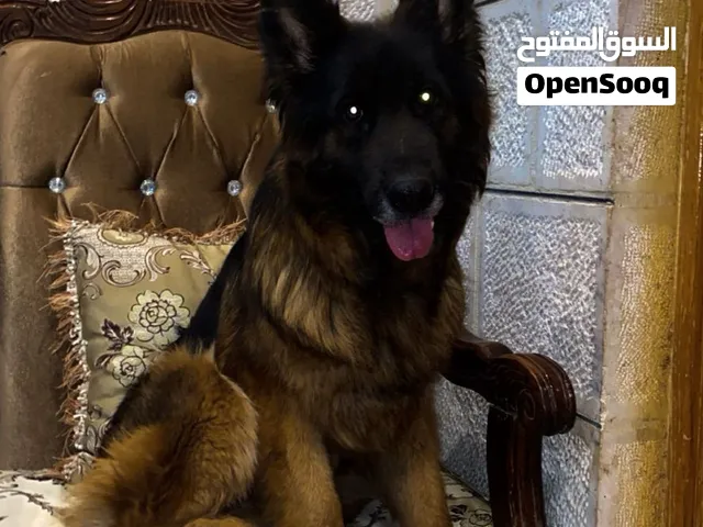 انثى جيرمن شيبرد مستوى عالي منتجه