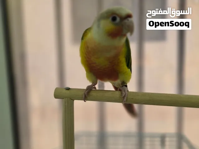 للبيع كنيور ذكر