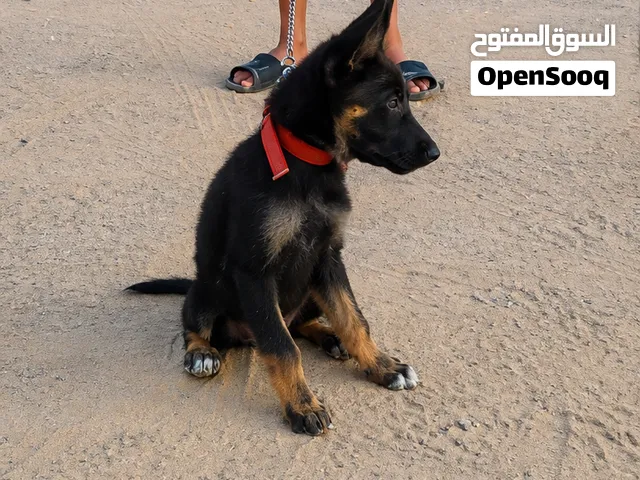 كلب للببع في طرابلس