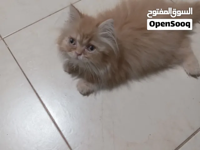 Kitten persian