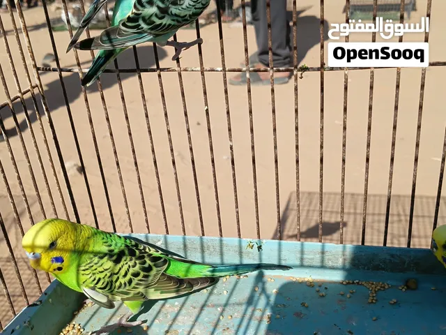 5 دكوره باقلينو للبيع بسعر مناسب الله يبارك