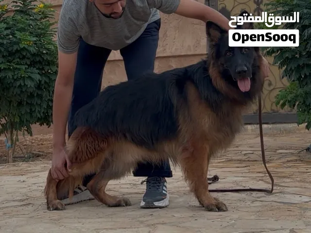 كلاب جيرمن شيبرد لونق هير
