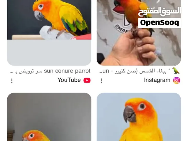 ابحث عن طير للتبني  صن كنيور