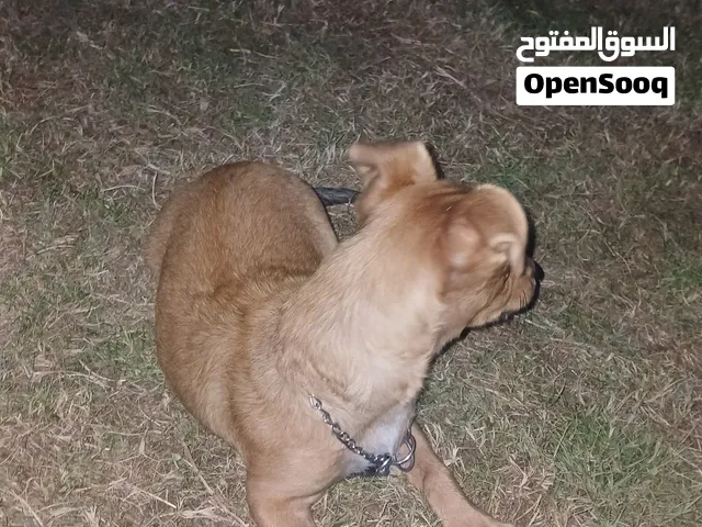 دكر تشواوا ربي يبارك