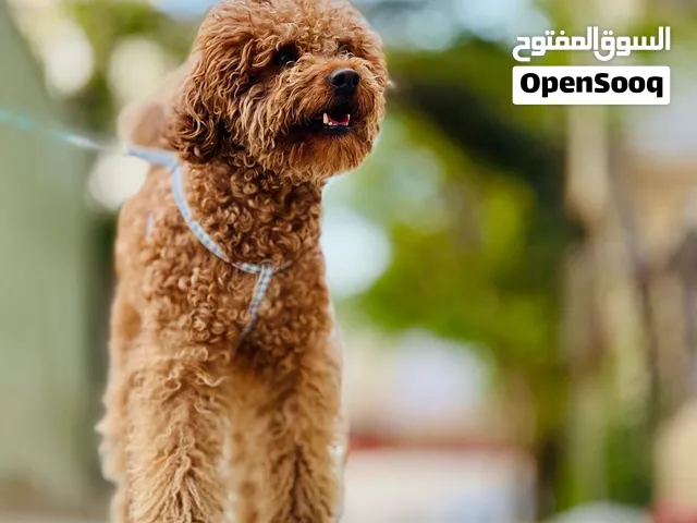 بودل عمره سنتين