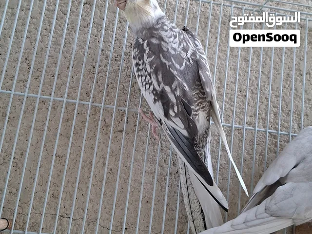 فحلة كوكتيل