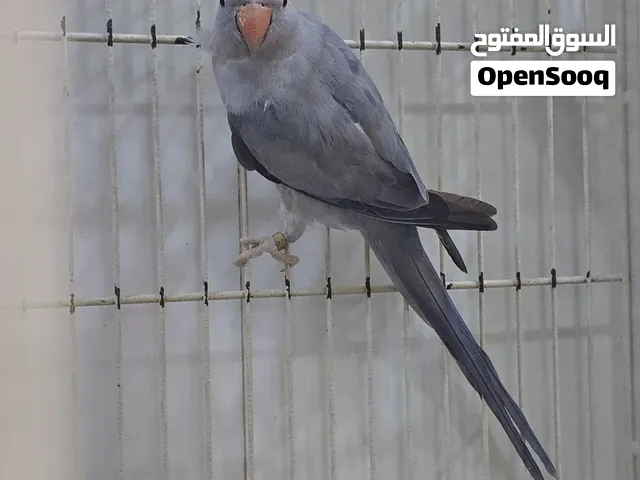1 year old female violet grey fallow split ino  semi tamed