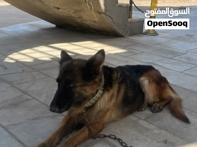 جيرمن عمره 7 اشهر