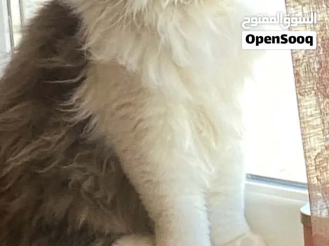 Luca mixed home cat