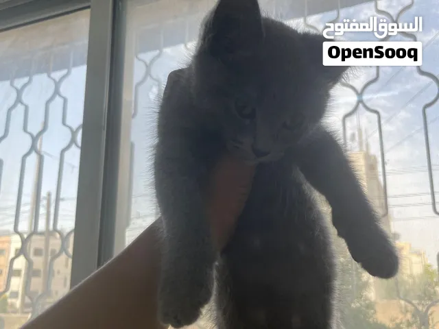 قطه شيرازي