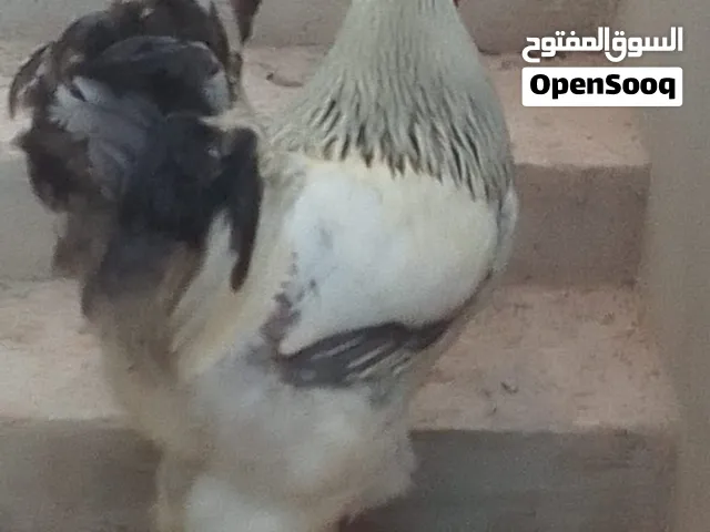 فراريج فحول ربي يبارك تخضيب مطمون