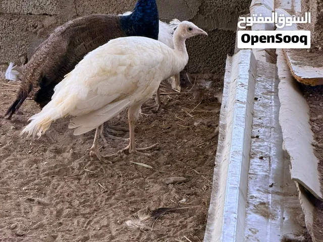 طاؤوس الأبيض الخاص