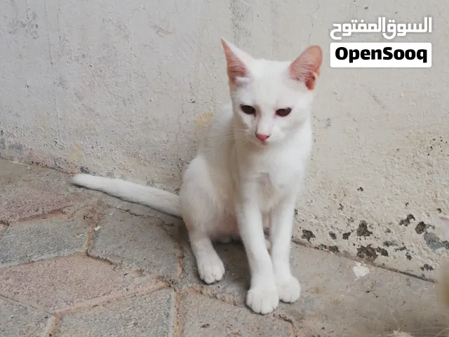 قطط شيرازيه  للبيع