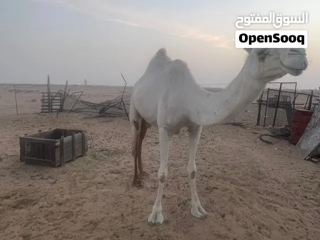 ناقه سودانيه جاهزه للمناخ