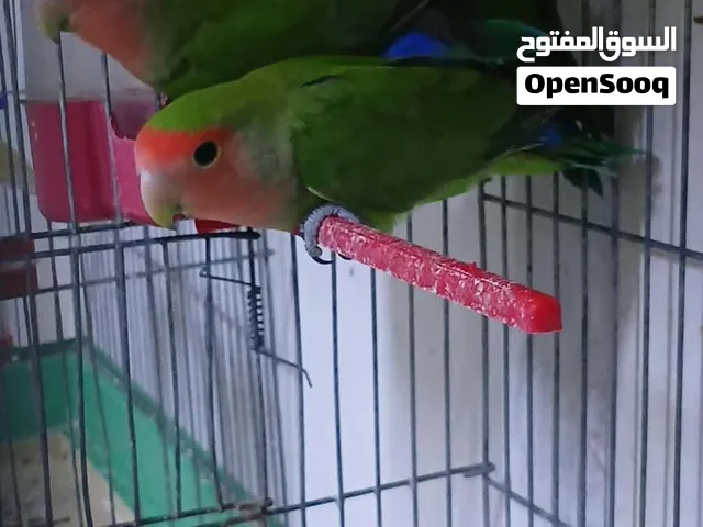 3 حبات روز ثوب كامل صحه ونظافه حبات ايه من جمال شرط بيع صحه ونظافه سعرهن حرق 35 مع قفص