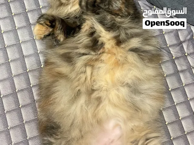 قطه دبيه للبيع