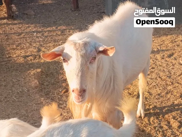فحل سانين اصلي   عمر سنتان