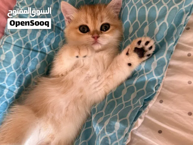 بريتش غولد بيور عمر 50يوم تربية منزل مدللين جداً بصحة جيدة