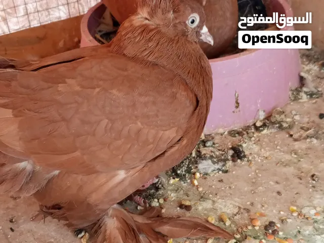 زوج حمام راعبي ونانات نجفيات بياضات وياهن فرخهن ولشراي يراسلني وخادم الكم