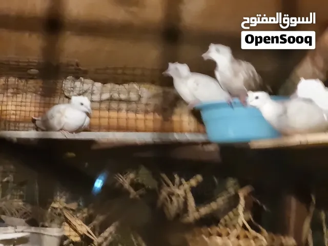 للبيع على 12 طير ياكريم اللون واضحه بالصور