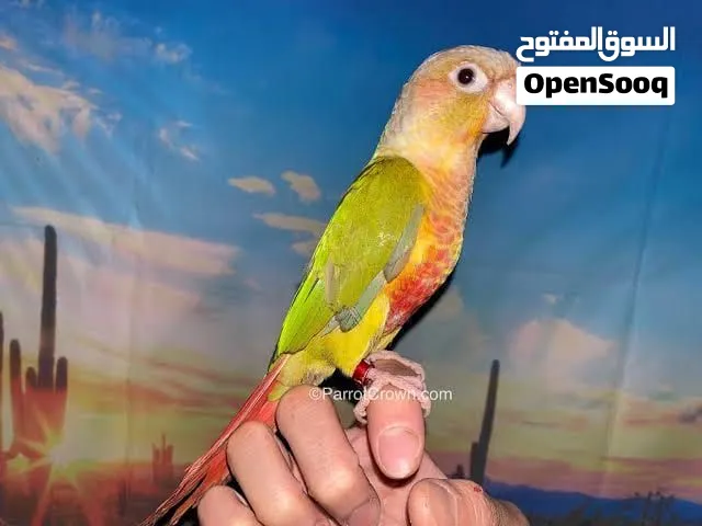 كنيور باينبل للبيع ما يعض ربوه السبب لعدم التفرغ قابل للمساومه بالمعقول