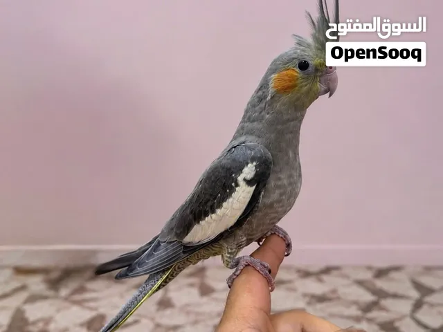 للبيع كوكتيل اليف