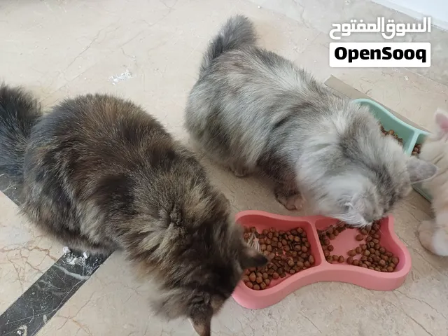 قطط لي تباني للاستفسار علي الرقم الموجود في الوصف سوق الجمعة الحشان