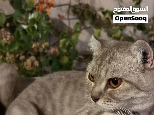 قطه سكوتش فولد العمر سنه قطه جميله جداً جداً واليفه وتحب تلعب وقابله للزواج من احلى انواع القطط.