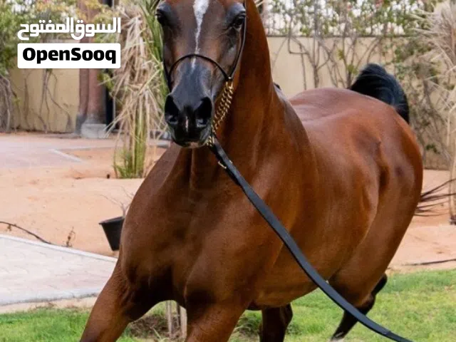 Arabian Mare for Sale