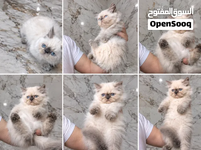 هملايا مون فيس