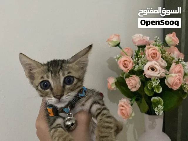 قط للتبني عمره شهر و نص و يحتاجله اهتمام لانه صغير،لعوب و حنون(معه