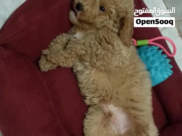 For sall للبيع بودل شهرين ذكوره