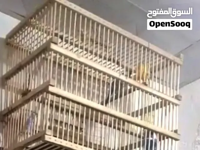 بلبول بصراوي أبي مفتوح رون للبيع