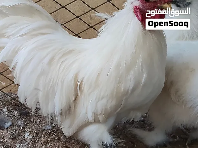 ديك سلطاني