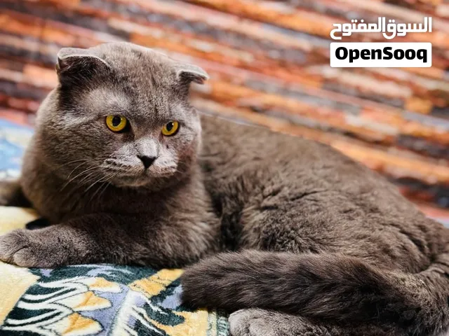 سكوتش فولد لعوب لون سكني ماخد كل تطعيماتو مابذي لاطفال