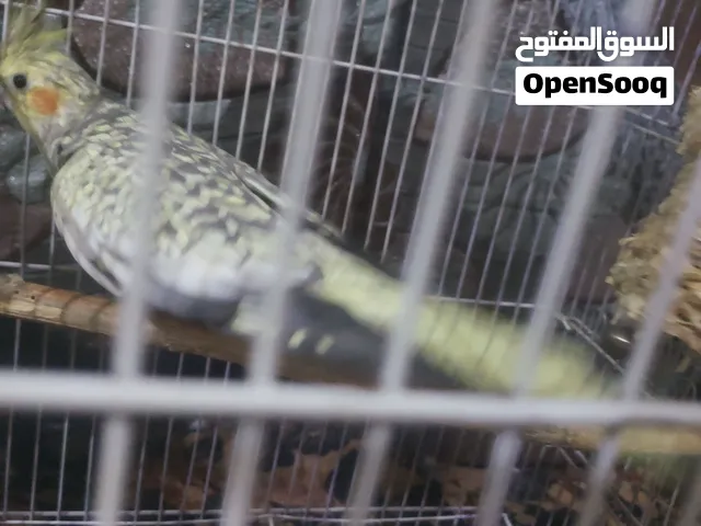 انثى كوكتيل ازابيل منتجه مضمون ب15 الف