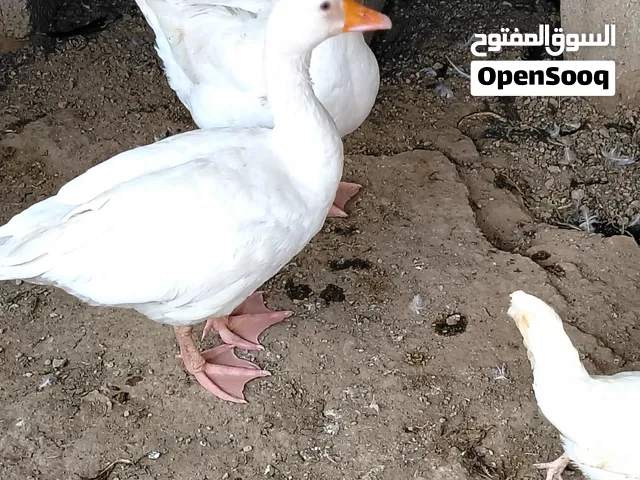بط للبيع بحال ممتازه ما يشكين من شي