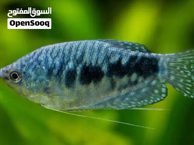 للبيع اسماك زينه